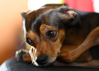 Miniature pinscher puppy at home. Selective focus.