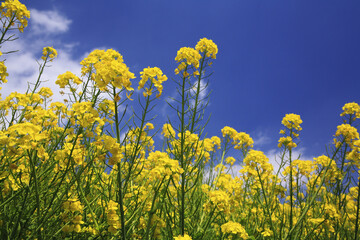 菜の花畑