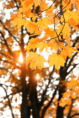 Naklejka na ściany i meble autumn nature background with golden maple leaves. fall season concept. autumn forest landscape