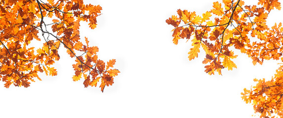 autumn nature background with oak leaves. fall season concept. autumn forest landscape. copy space. banner. 