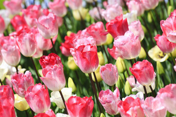 チューリップのお花畑