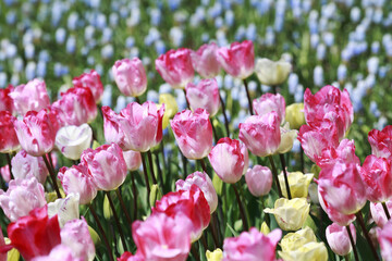 チューリップのお花畑