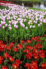 チューリップのお花畑