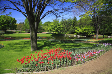 チューリップ咲く公園