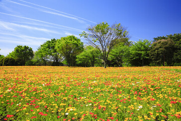 ポピーのお花畑