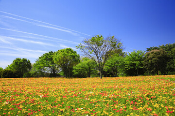 ポピーのお花畑