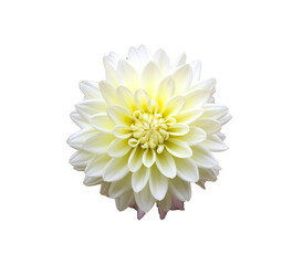 Dahlia flower isolated on white background with clipping path