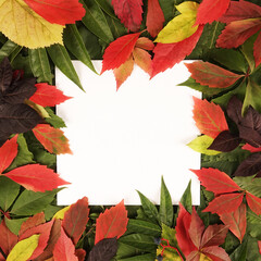 Fototapeta premium Trendy seasonal autumn fall colorful leaves text frame background