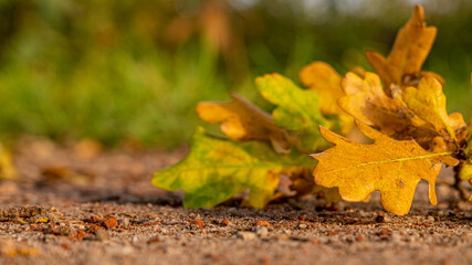 Herbstliche Eichenblätter im Sonnenschein