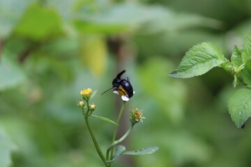 butterfly on a flower