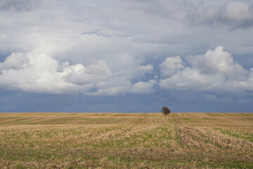 Field after harvesting against dramatic cloudy sky