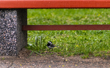 A bird in the rain under a bench