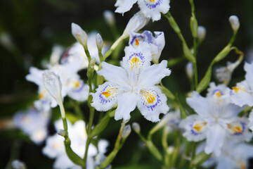 Obraz premium シャガ