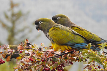Burrowing Parrot (Cyanoliseus patagonus)