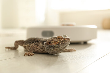 Robotic vacuum cleaner and bearded dragon lizard indoors