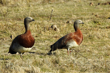 Ashy-headed Geese