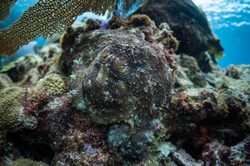 A Caribbean reef octopus, Octopus briareus, clings to a coral reef off the coast of Belize. This fascinating cephalopod is able to quickly change color to communicate or camouflage itself.