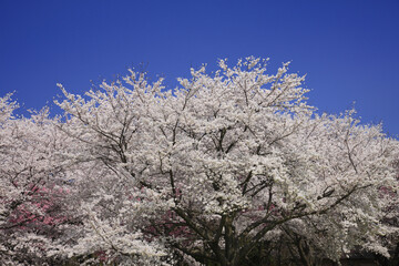 染井吉野桜