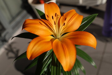 orange tiger lily