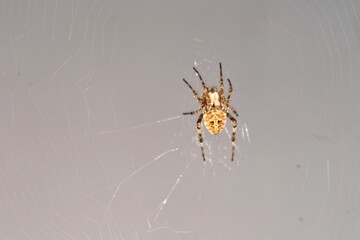 a spider insect perched on the floor