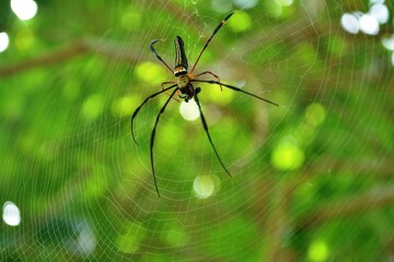 a spider insect makes a nest in a tree