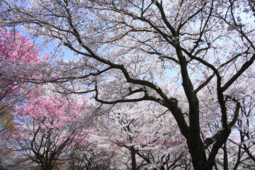 染井吉野桜