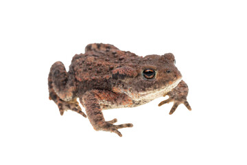 Fototapeta premium Small common european toad facing right seen obliquely from the side and isolated on white background