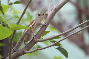 red backed shrike