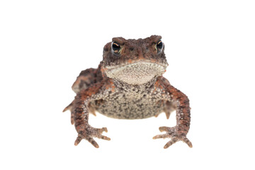 Small common european toad on stretched front legs seen from the head and isolated on white background