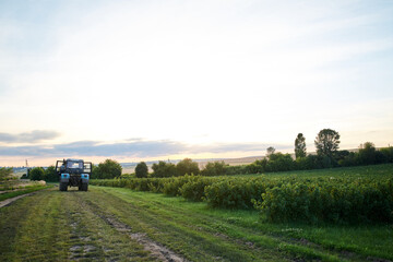 Fototapeta premium Currant production in countryside. Agricultural machinery on beautiful green field. Local cultivation development. Ecological conservation concept. Two trucks working in the village.