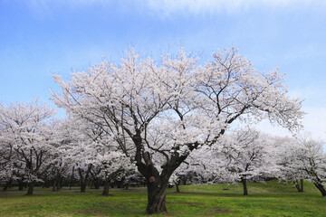 Obraz premium 染井吉野桜