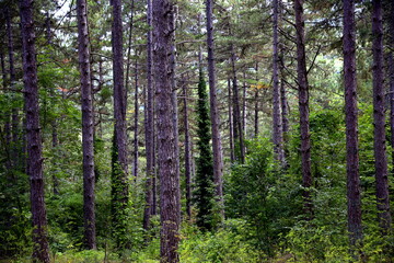 Fototapeta premium Pine trees and forest vegetation