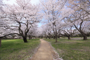 Fototapeta na wymiar 染井吉野桜の並木