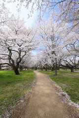 染井吉野桜の並木