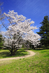 染井吉野桜と道