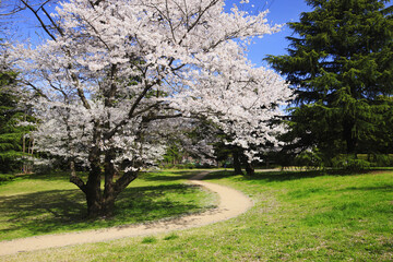 染井吉野桜と道