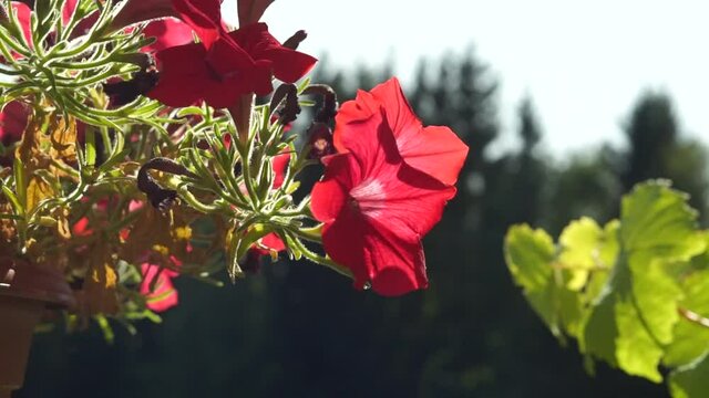 Red Pansies Flowers