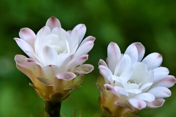 Duże białe kwiaty kaktusa Gymnocalycium sp. - obrazy, fototapety, plakaty