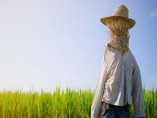 Scarecrow in the rice field.Clear blue sky background.