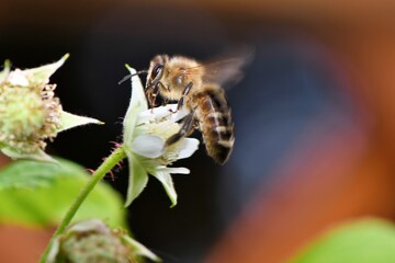 Pszczoła miodna (Apis mellifera) na kwiatku maliny. Interesująca flara w tle