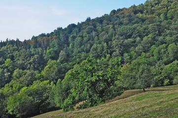 Obraz premium Bosco e pascoli sul Cammino di Oropa fra Graglia e Sordevolo - Biella