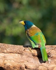 Great Barbet perched on a tree log