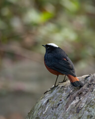 White-capped Redstart on a boulder
