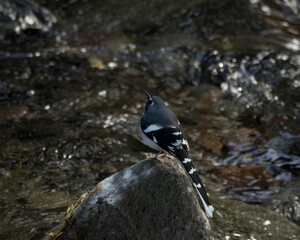 Slaty-backed Forktail on a rock at waters edge