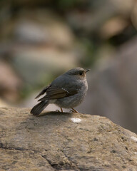 Plumbeous Water Redstart resting on a boulder