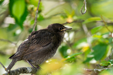 Young starling bird sitting on the twig of a tree