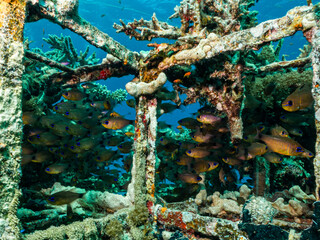 An artificial reef teeming with fish. Picture from a Red Sea reef, Egypt © Dan