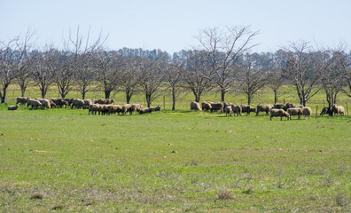 Obraz premium sheep grazing