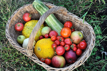 freshly harvested ripe  different organic fruits and vegetables   in the vegetable garden,  view directly above