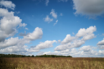 Obraz premium Beautiful field landscape with blue sky and white clouds and yellow stalks of wheat rye oat barley. Agricultural development in countryside. Ecological conservation concept.